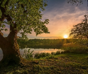 Drzewa, Wschód słońca, Rzeka