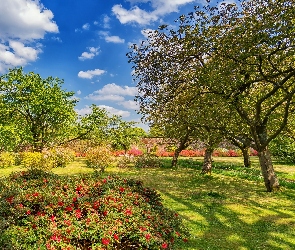 Szkocja, Girvan, Kwiaty, Lato, Drzewa, Ogród Bargany Gardens