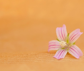 Biało-różowy, Makro, Kwiat
