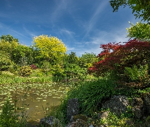 Ogród, Krzewy, Staw