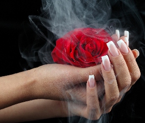 Dym, Dłonie, Czerwona, Róża
