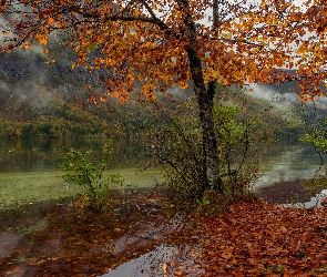 Jezioro Bohinjsko, Góry, Park Narodowy Triglav, Liście, Drzewo, Słowenia, Jesień