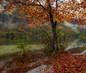 Jezioro Bohinjsko, Góry, Park Narodowy Triglav, Liście, Drzewo, Słowenia, Jesień