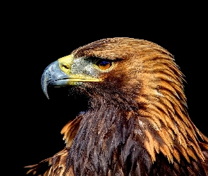 Orzeł przedni, Profil