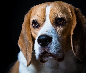 Smutny, Beagle, Pies