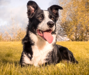 Łąka, Border collie, Pies
