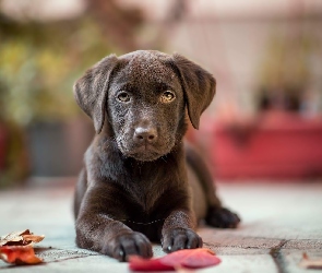 Czekoladowy, Labrador retriever, Tło, Chodnik, Rozmyte, Liście