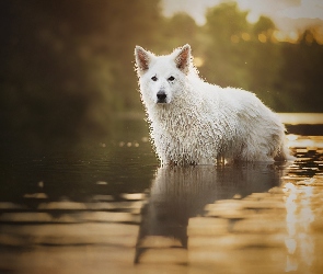 Woda, Biały Owczarek Szwajcarski, Pies