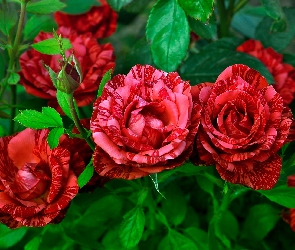 Dwukolorowe, Róże, Czerwone