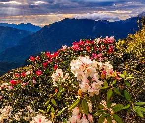 Góry, Różaneczniki, Poranek, Kwiaty, Promienie słońca