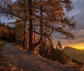 Drzewa, Reichraming, Austria, Zachód słońca, Zbocze, Las, Góry, Droga