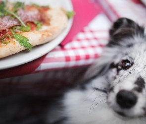 Pies, Pizza, Stół, Talerz, Owczarek szetlandzki