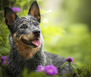 Australian cattle dog, Rośliny, Kwiaty, Mordka, Pies