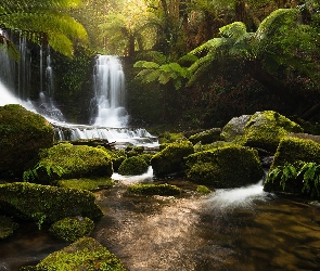 Roślinność, Kamienie, Tasmania, Australia, Park Narodowy Mount Field, Wodospad