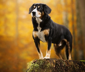 Pień Entlebucher, Postawa, Pies, Entlebucher