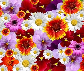 Kwiaty, Tekstura, Kolorowe