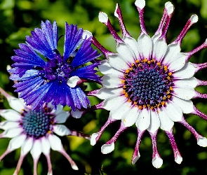 Chaber, Stokrotka afrykańska, Kwiaty, Osteospermum