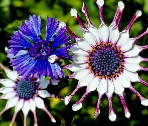 Kwiaty, Chaber, Stokrotka afrykańska, Osteospermum