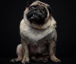 Mops, Ząb