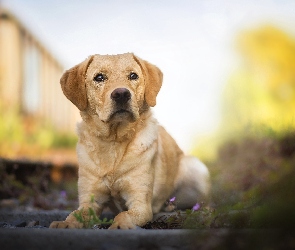 Pies, Tło, Labrador retriever, Rozmyte, Szczeniak