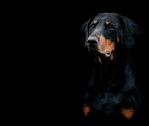Tło, Czarne, Pies, Doberman