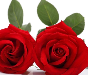 Róża, Kwiat, Czerwony
