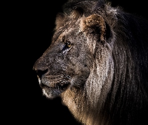 Lew, Profil