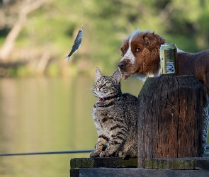 Kot, Puszka Springer spaniel angielski, Wędka, Rybka, Kładka