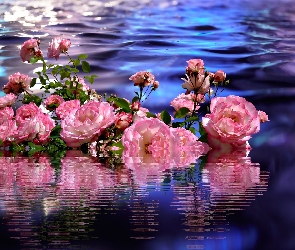 Róże, Grafika 2D, Woda, Odbicie, Kwiaty