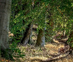 Las, Drzewa, Trawy, Liściasty
