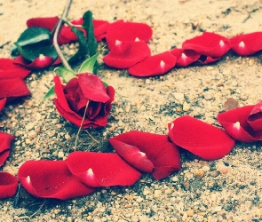 Róża, Płatki, Serce