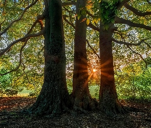 Drzewa, Promienie Słońca
