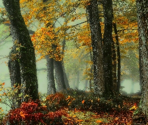 Jesień, Mgła, Drzewa, Las
