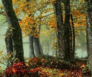Mgła, Drzewa, Jesień, Las
