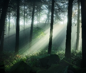 Przebijające Światło, Mgła, Las, Drzewa