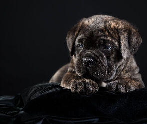 Młody, Cane corso, Szczeniak