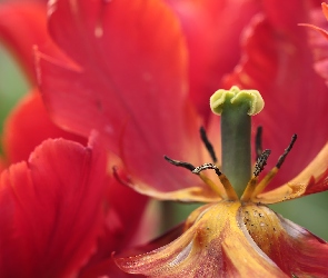 Tulipan, Pręciki, Kwiat, Czerwony