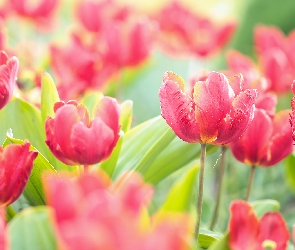 Czerwone, Kwiaty, Tulipany