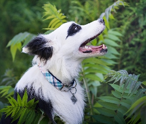 Border collie, Zarośla, Pies