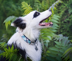 Pies, Zarośla, Border collie