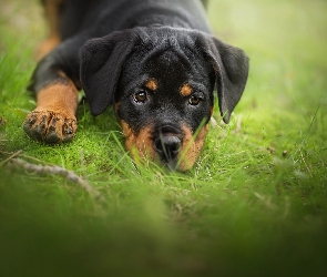 Pies, Trawa, Rottweiler, Szczeniak