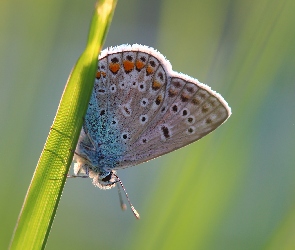 Motyl, Trawa, Źdźbło, Modraszek ikar