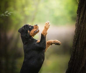 Pies, Drzewo, Rottweiler, Szczeniak