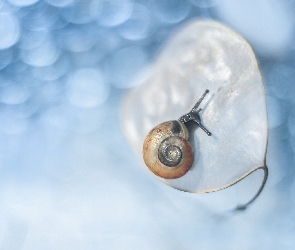 Ślimaczek, Bokeh, Mały