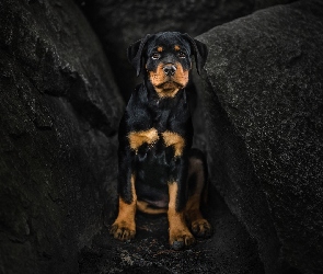 Skały, Rottweiler, Pies, Szczeniak