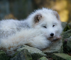Kamienie, Lis polarny, Młody, Biały
