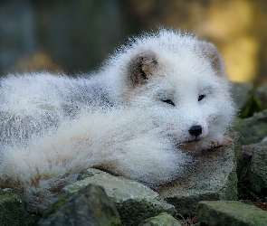 Młody, Kamienie, Lis polarny, Biały