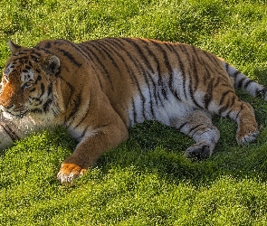 Leżący, Trawa, Tygrys