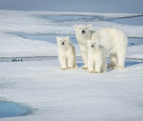 Polarne, Kra, Niedźwiedzie