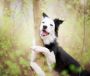 Drzewo, Border collie